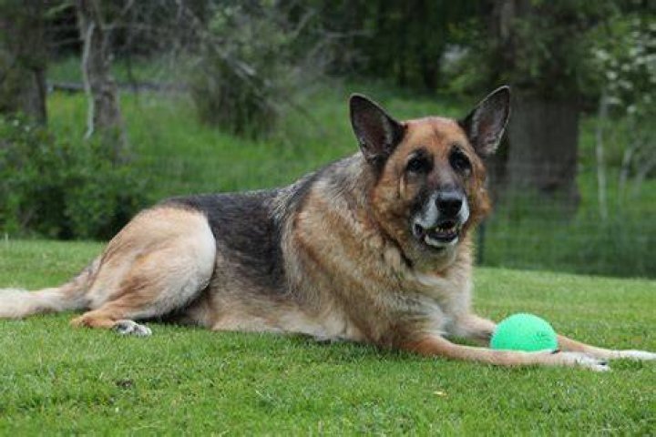 senior german shepherd