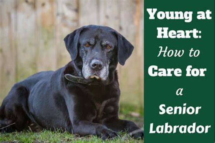 senior labrador