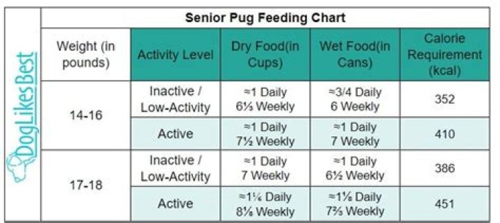 senior pug eating