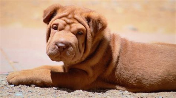 shar pei_style81_Pixabay