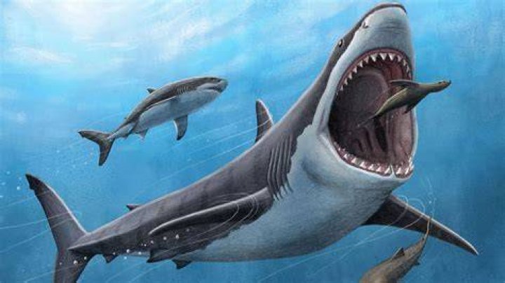 Shark Fish