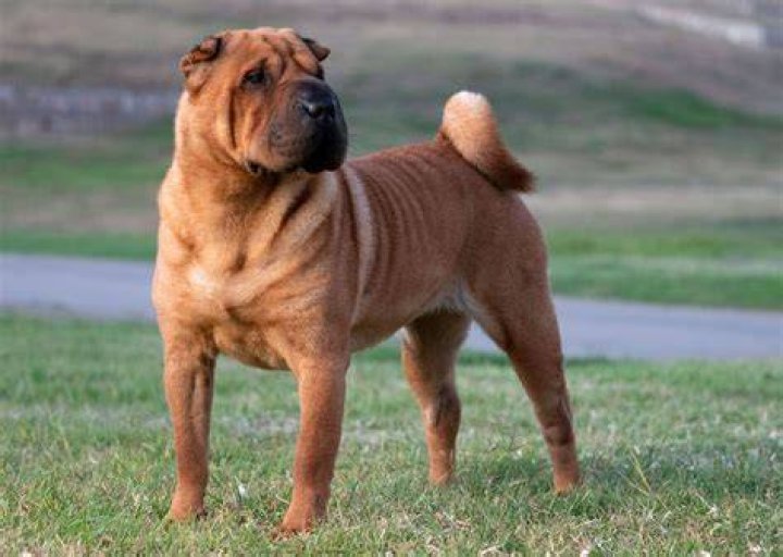 shar-pei dog