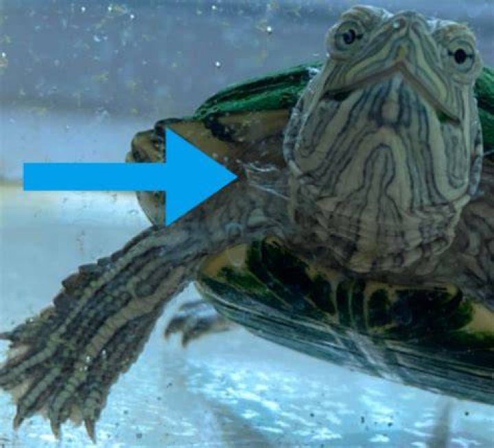 shedding-turtle
