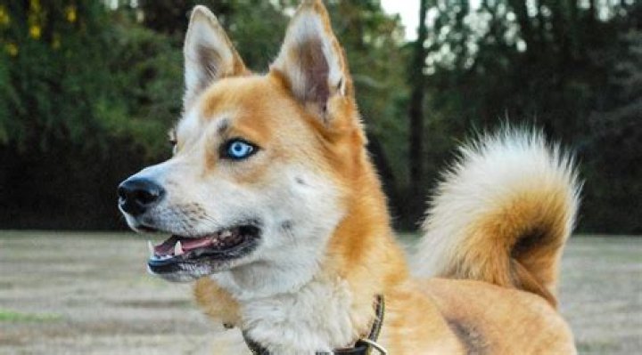 Shiba Inu Husky mix face closeup