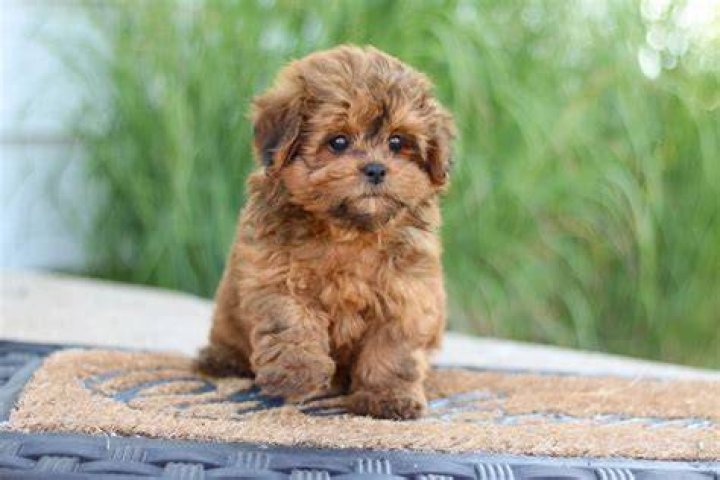 Shih-Poo