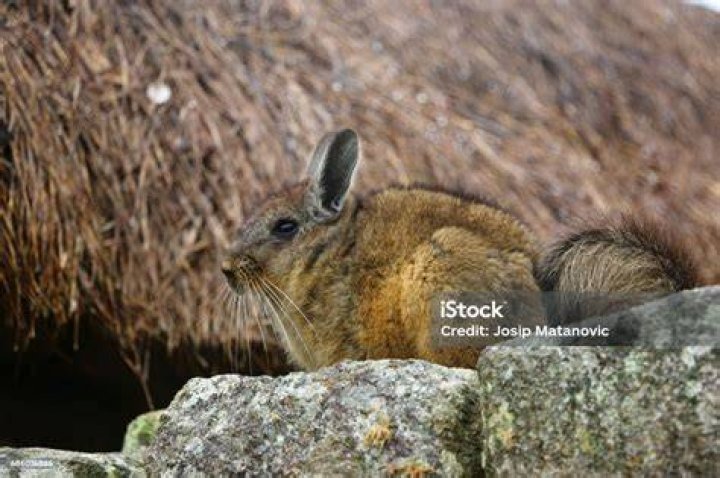 short-tailed chinchilla