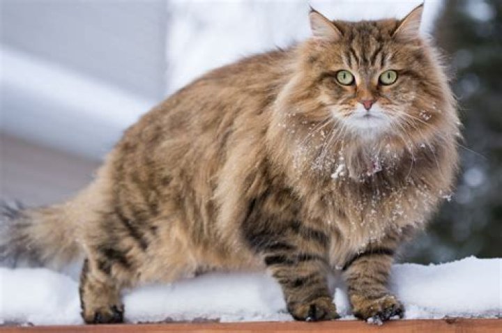 siberian cat indoor_Joanna Gawlica-Giędłek_Pixabay