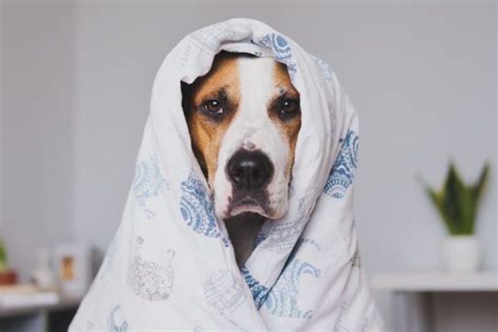 sick dog