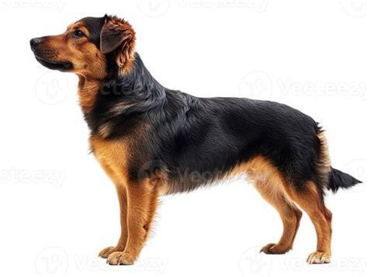 side view of dog stung by bee