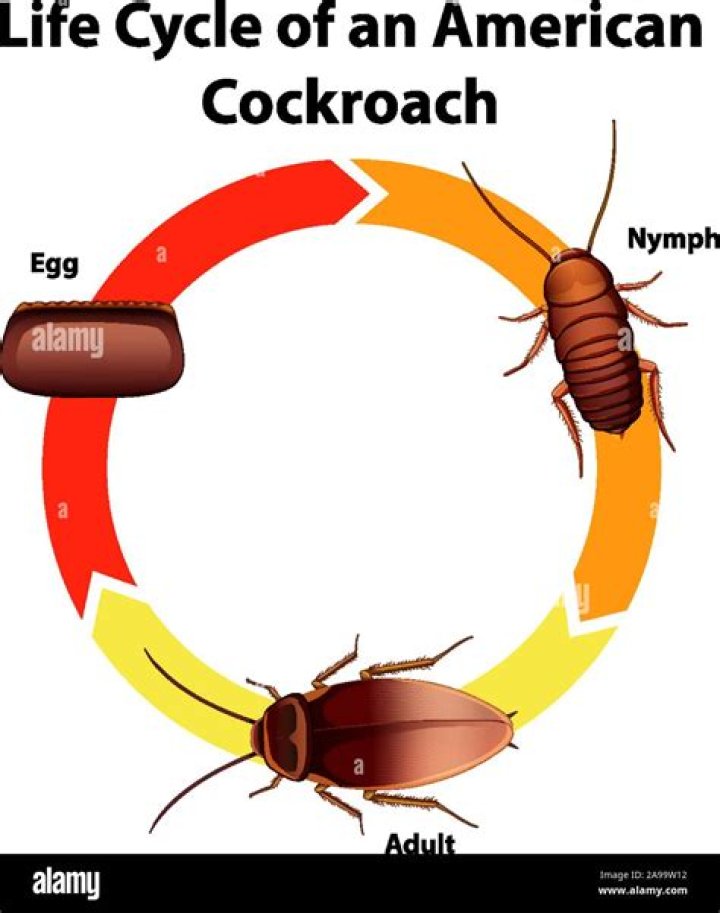 Signs, Life Cycle, and Control of the American Cockroach