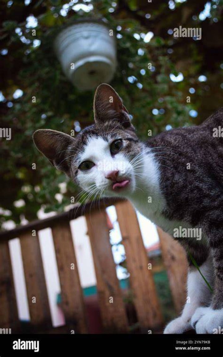 silly cat playing outdoors