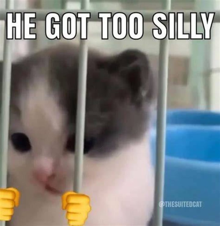 silly kittens Fandom