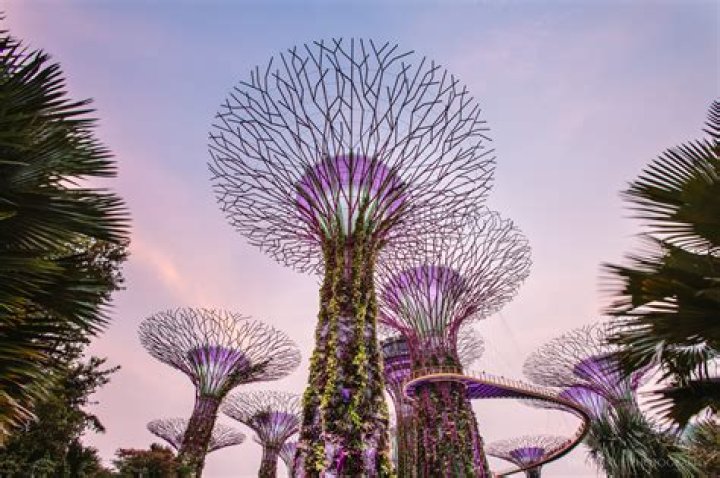 Singapore's stunning 'super trees' at Gardens by the Bay