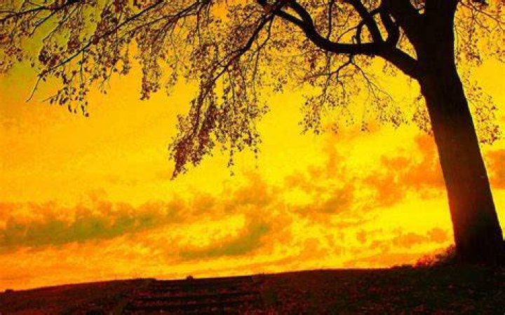 Sky, Daytime, Tree, Yellow, City, Cloud, Leaf, Urban area, Architecture, Street, 