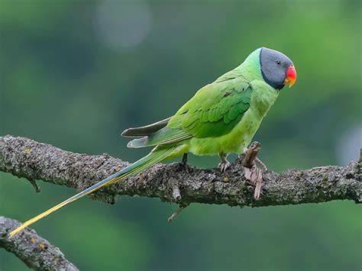 Slaty Headed Parakeet