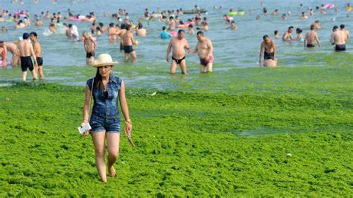 Slip, slop, slime: algae invades Chinese beach