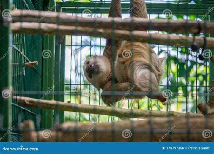 Sloth in a cage.