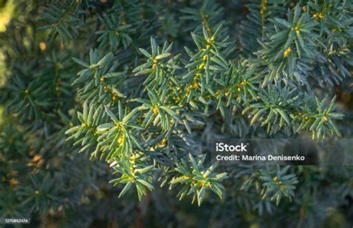 Small branches of yew with red fruits.