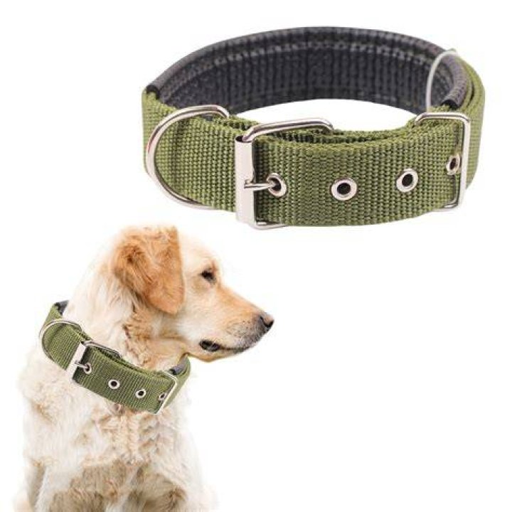 small dog with collar outside