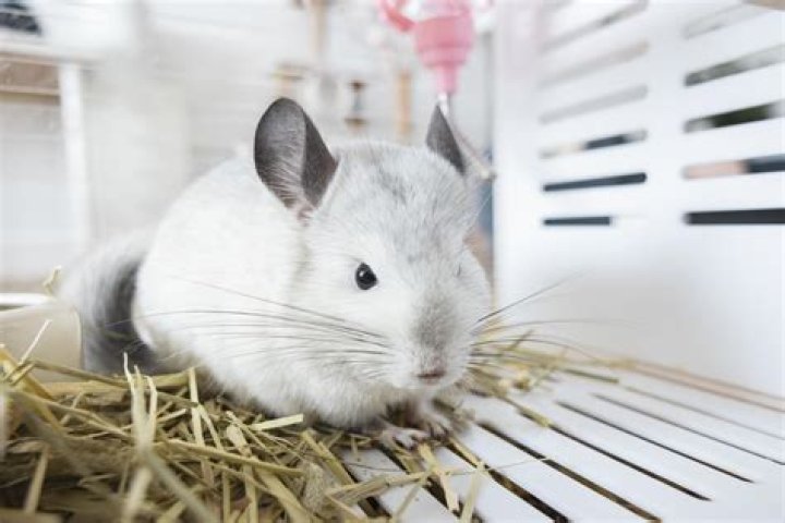 smart chinchilla looking at the camera