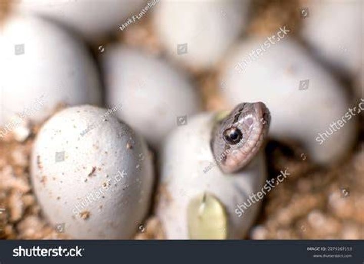 snake and egg