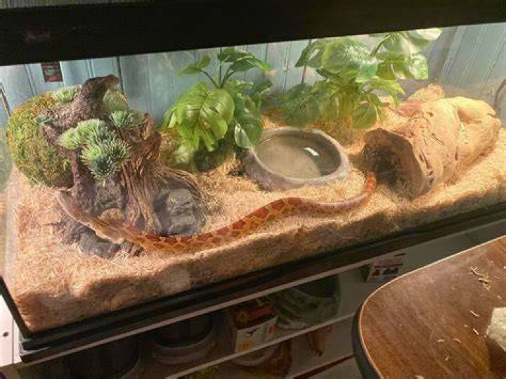 Snake Tank Empty_ Deb Davis_Shutterstock