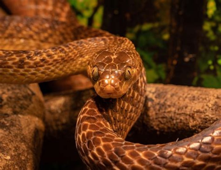 snake with egg_Ken Griffiths_Shutterstock