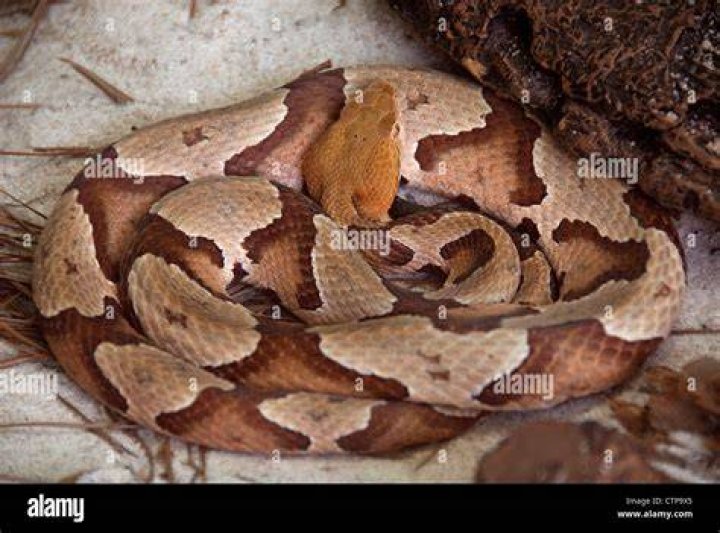southern copperhead snake