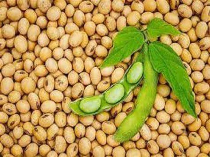 Soybean