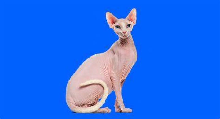 sphynx cat eating_borisenkoket_Shutterstock