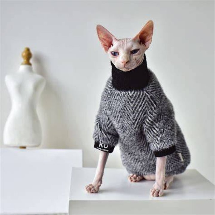sphynx cat in sweater sitting on cat bed