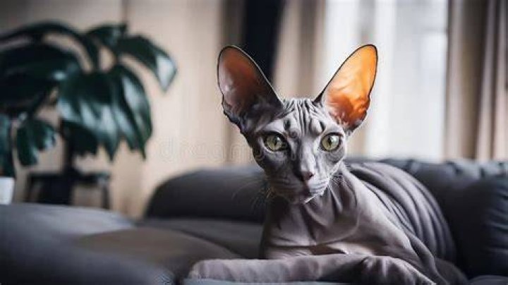 sphynx cat lying on sofa's arm basking in the heat of the sun
