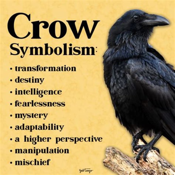 Spirit Animal Crow, What Does The Crow Represent?