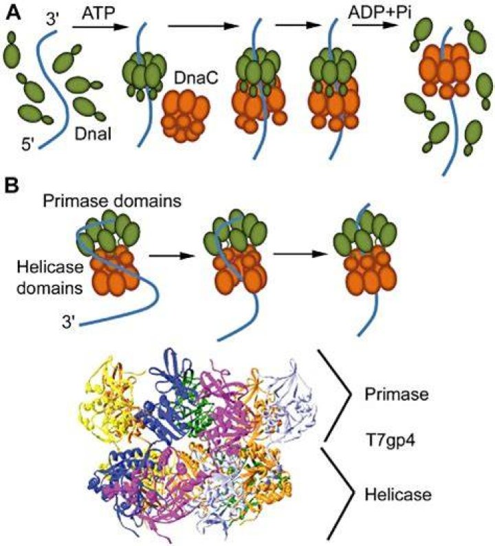 Split image showing Dnai in Midsommar and Cecilia in The Invisble Man.