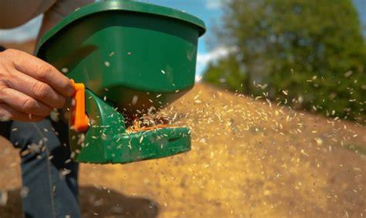 spreading grass seed with broadcaster
