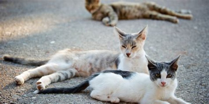 stray cats