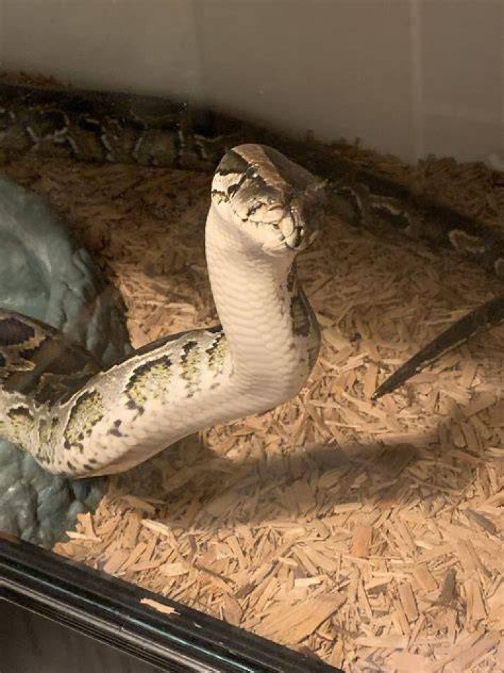 submit a pet pk snake