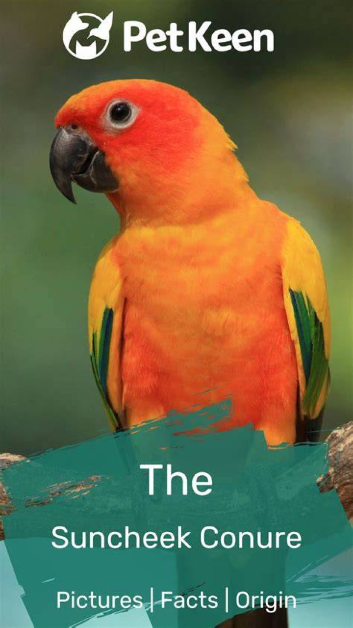 Suncheek Conure: Facts, Origin, Pictures & Characteristics
