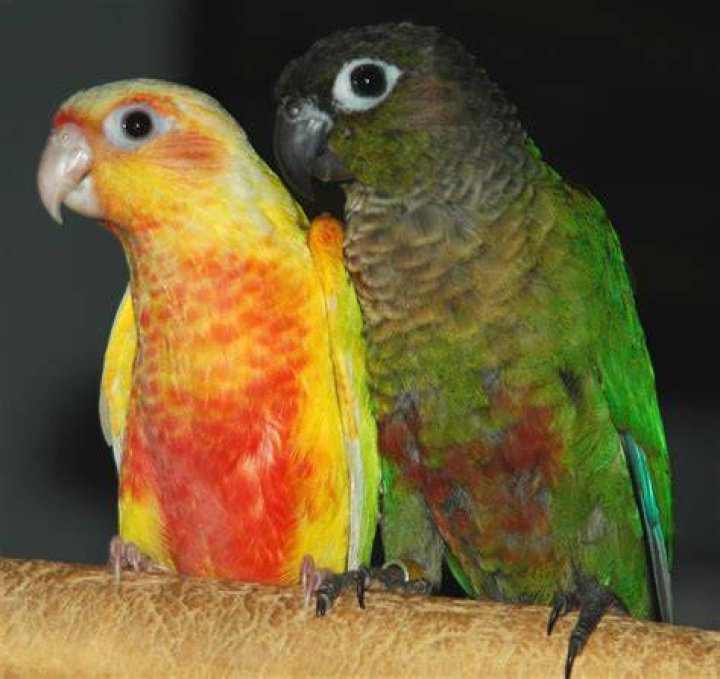 suncheek conure