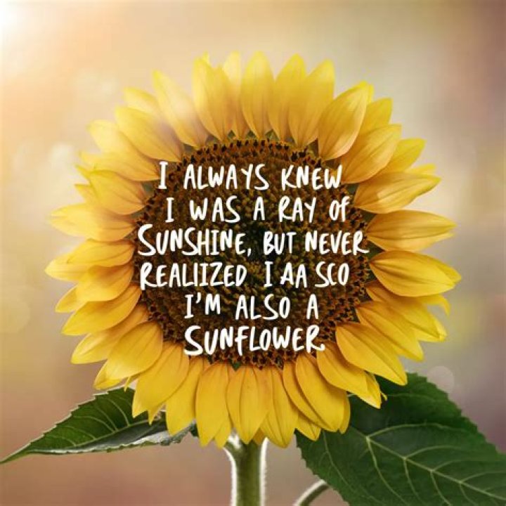 Sunflower Pun: A Bright Way To Make You Smile