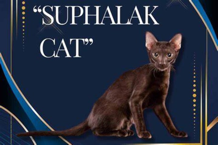 Suphalak Thai cat
