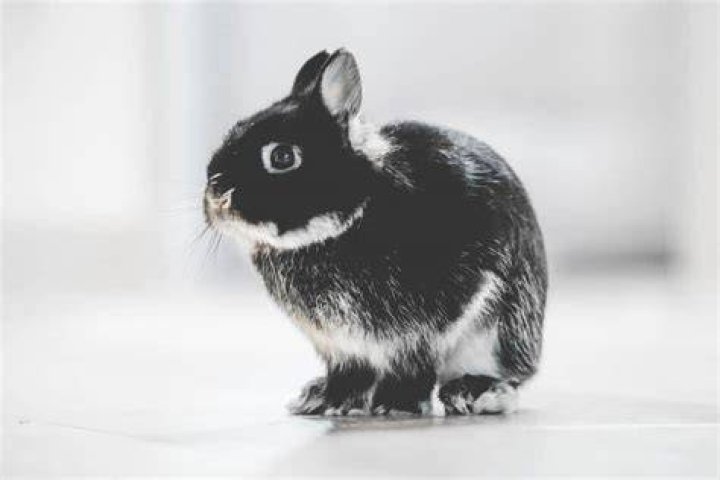 Swiss Fox Rabbit: Facts, Lifespan, Behavior & Care Guide (With Pictures)