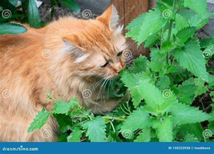 tabby cat savoring catnip in the garden