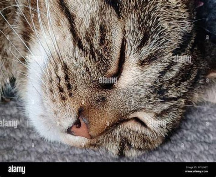 tabby cat sleeping on owner's lap