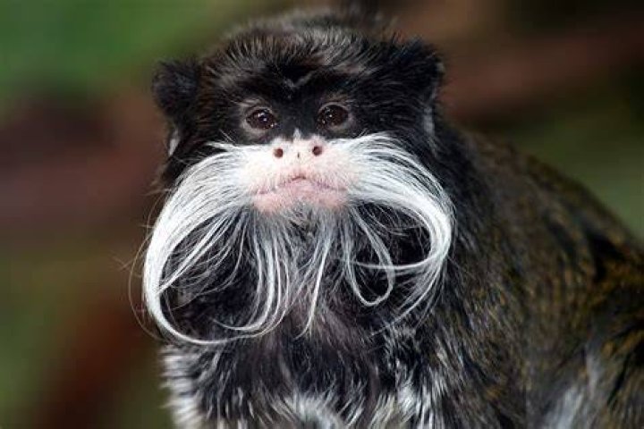 Tamarin Monkey Close up