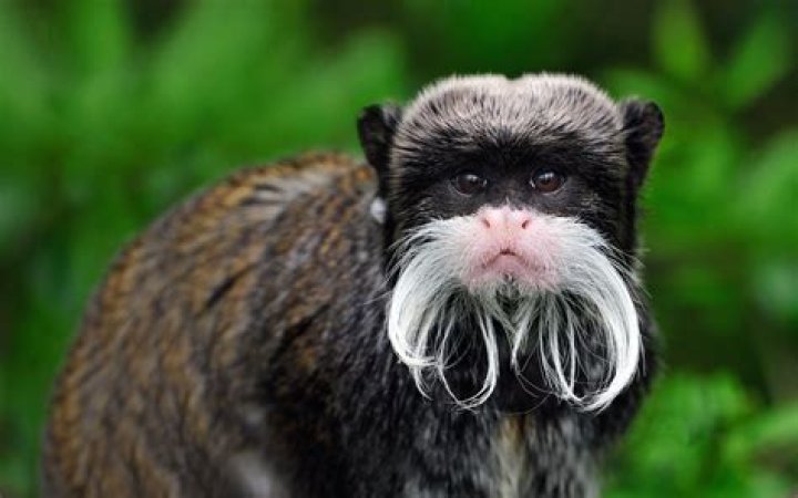 Tamarin Monkey