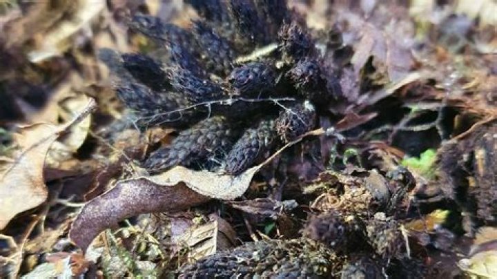 Team hopeful in challenge to save NZ's only fully parasitic flowering plant