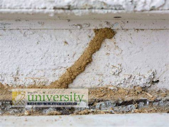 Termite Mud Tube 