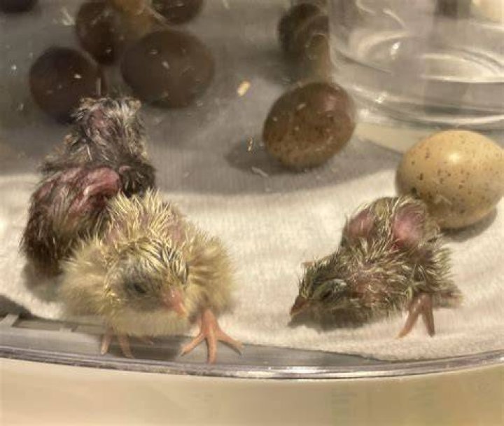 The babies hatched seven weeks ago, and have now had their first moult outside the egg sac. Photo / Wellington Zoo