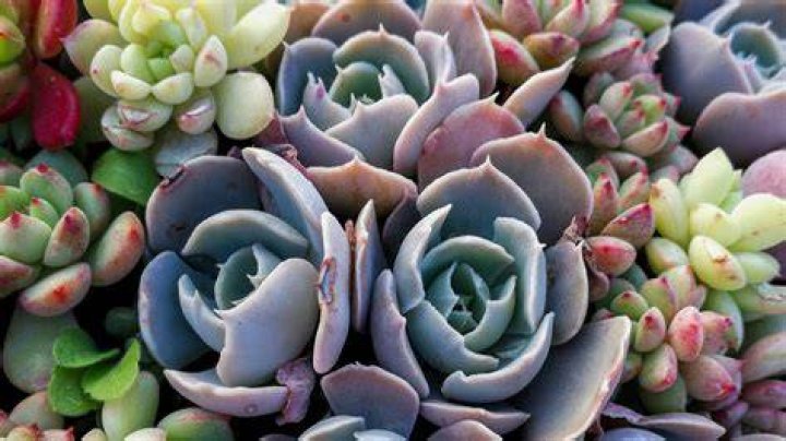 The Biggest Mistakes You're Making With Your Succulent Plants